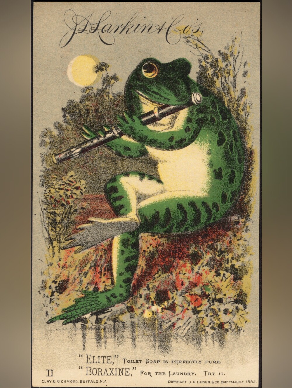 Green Frog Reptile Poster Art Print - Elite Boraxine